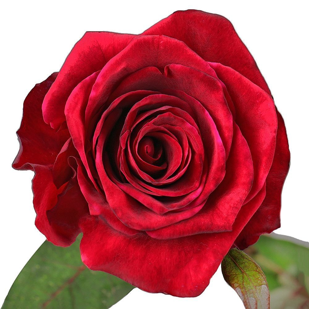 Bouquet Red rose Explorer 90 cm