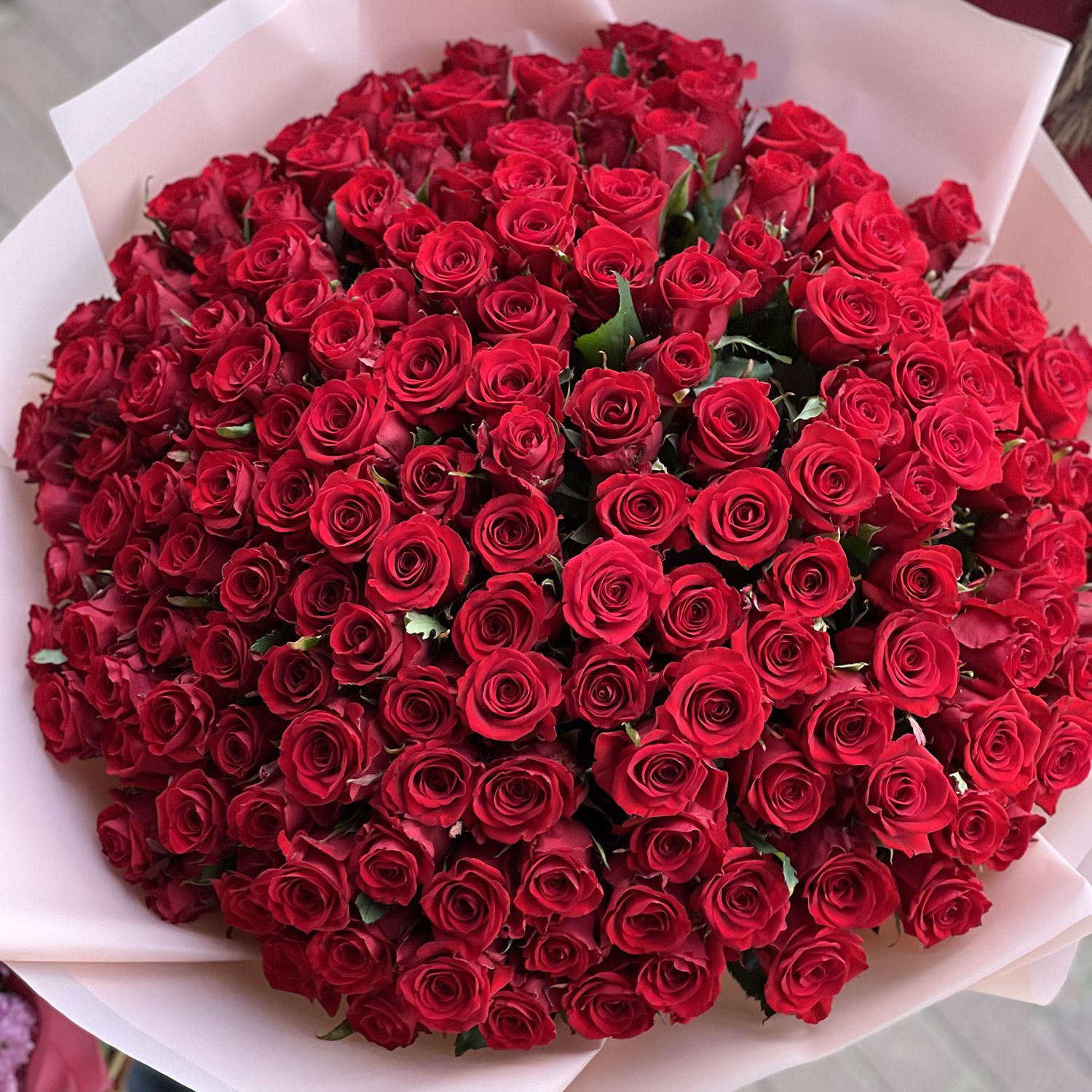 red rose (151 pcs.), oasis, packaging, ribbon