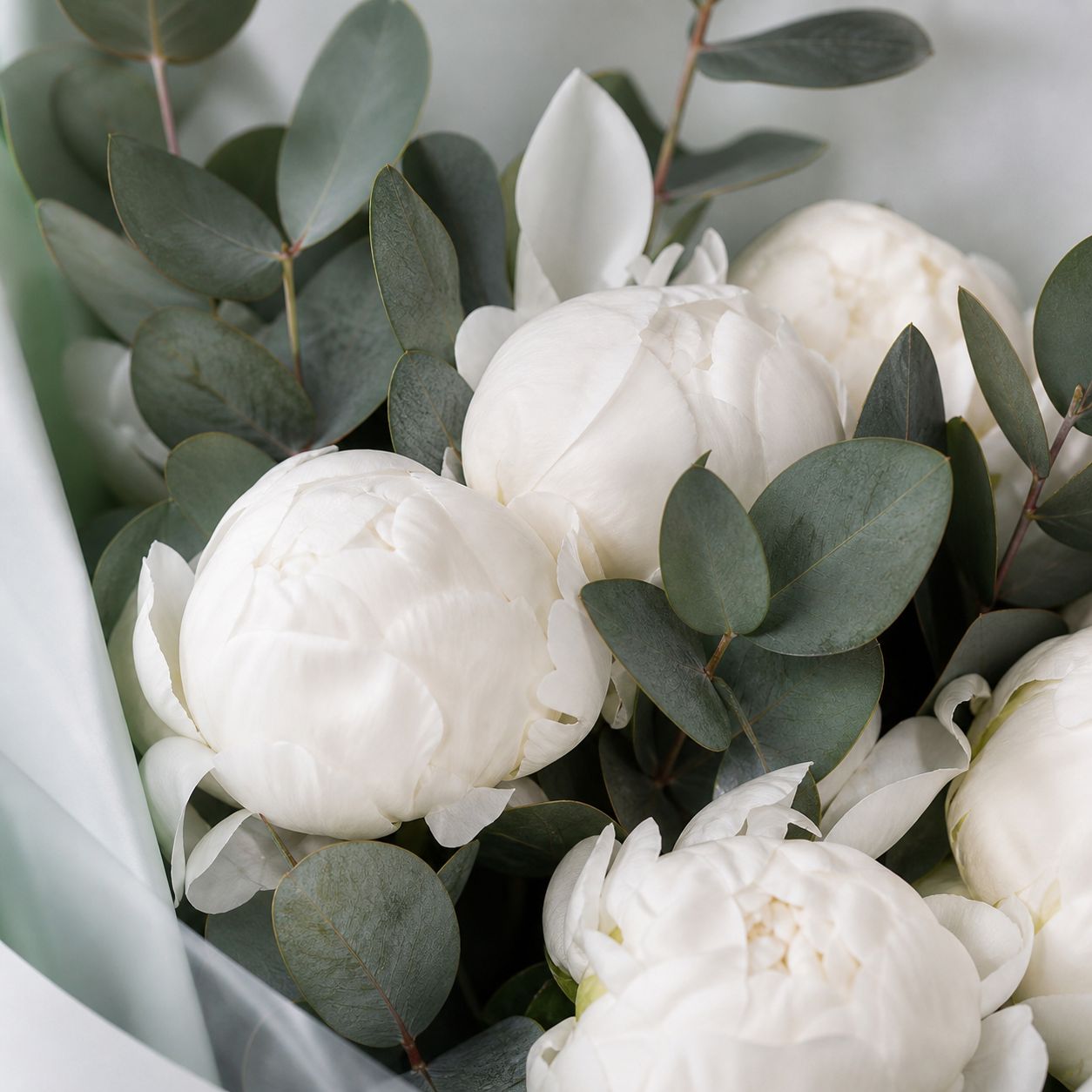 peony (7 pcs.), eucalyptus, packaging, ribbon