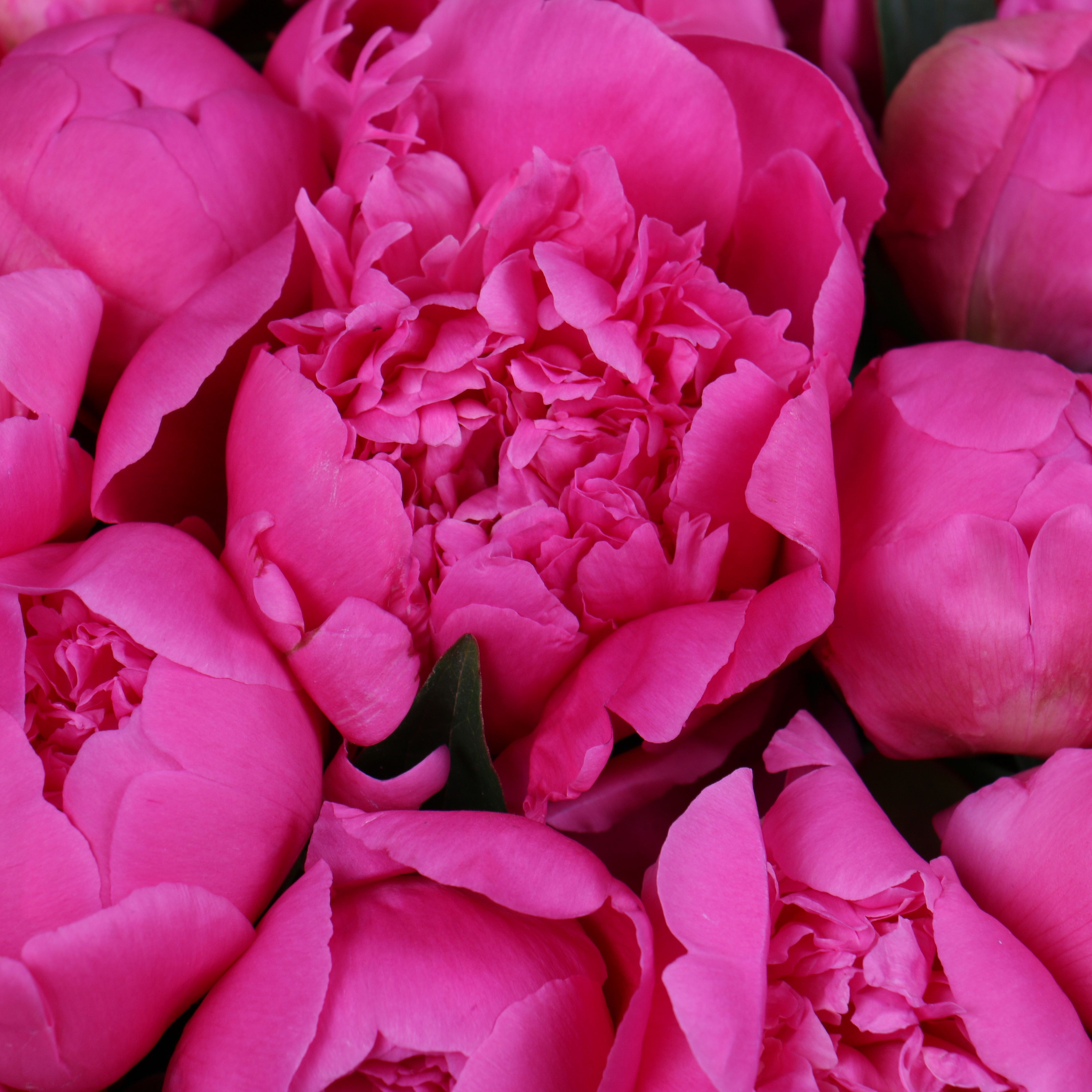 box, oasis, peony (21 pcs.), packaging, ribbon