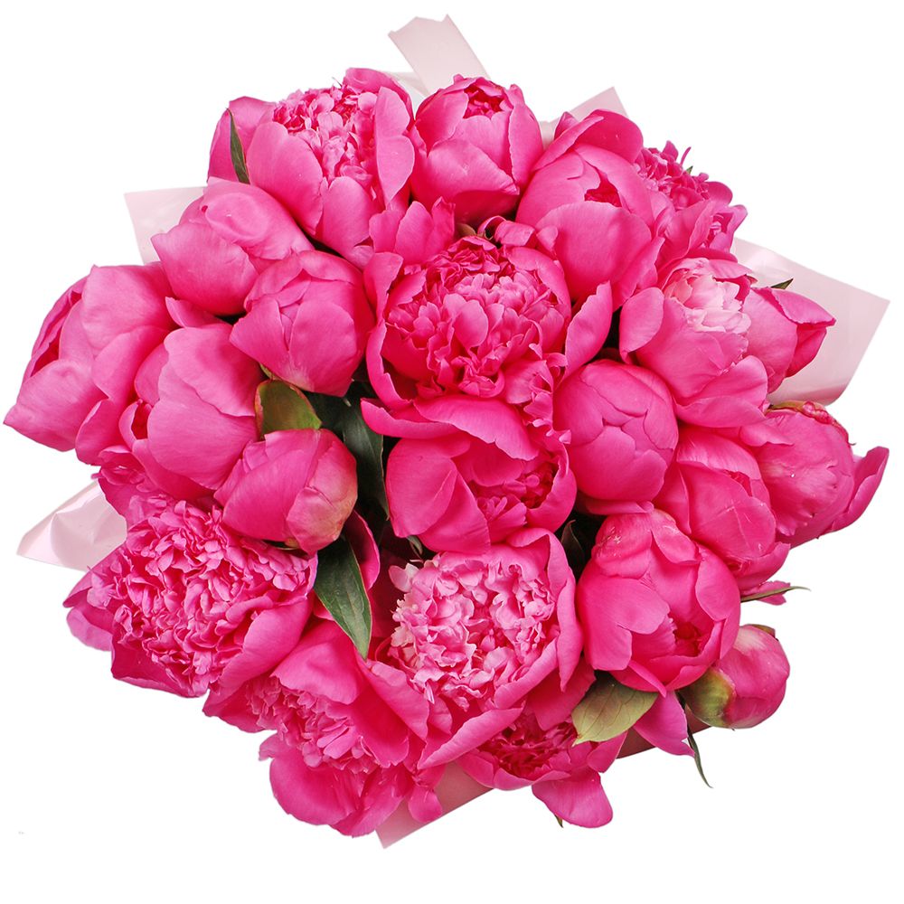 box, oasis, peony (21 pcs.), packaging, ribbon