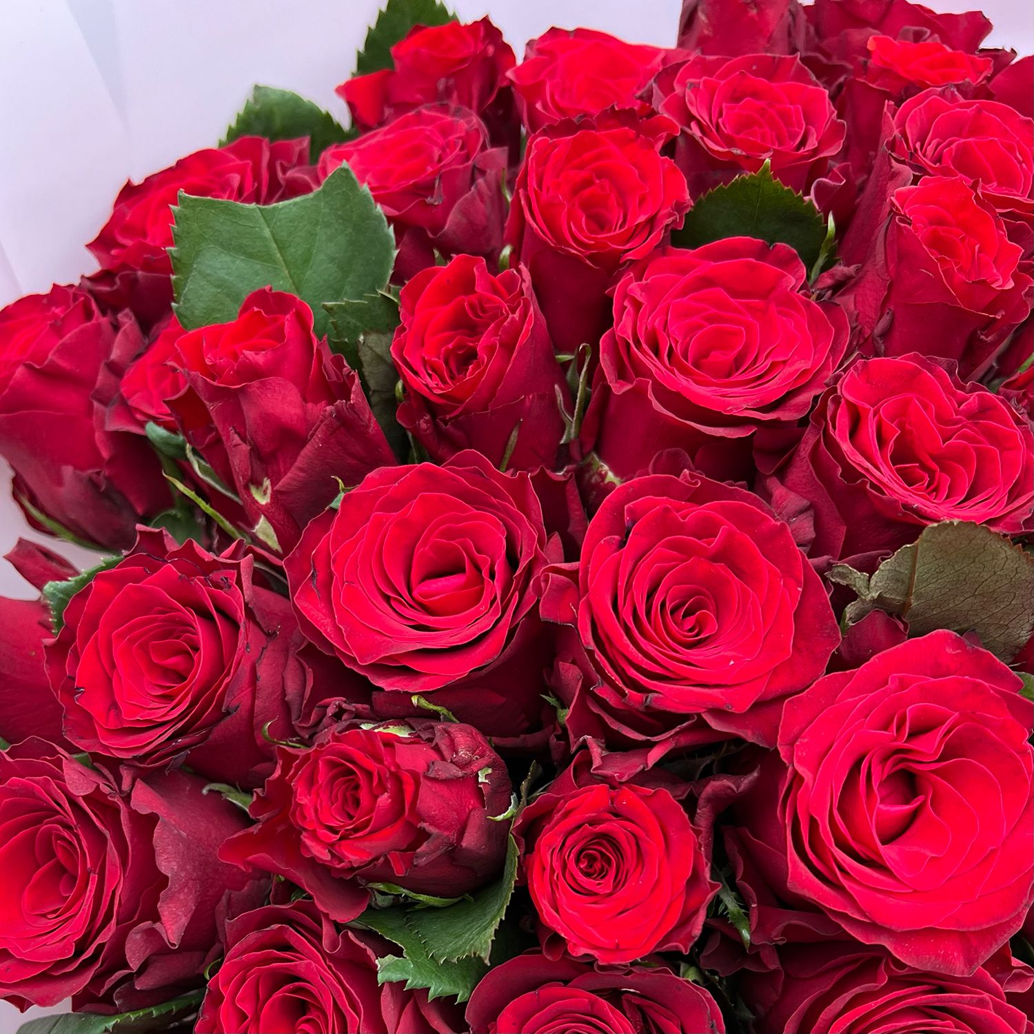 rose (25 pcs.), packaging, ribbon