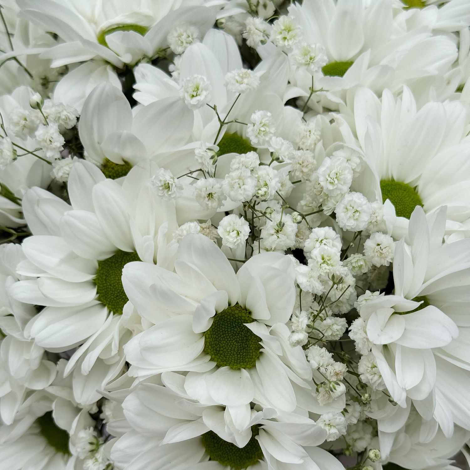 Bouquet White chrysanthemum in a box