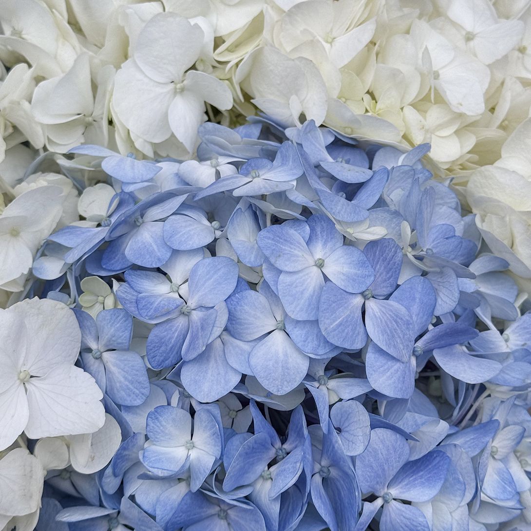 Bouquet Tender hydrangeas in a box