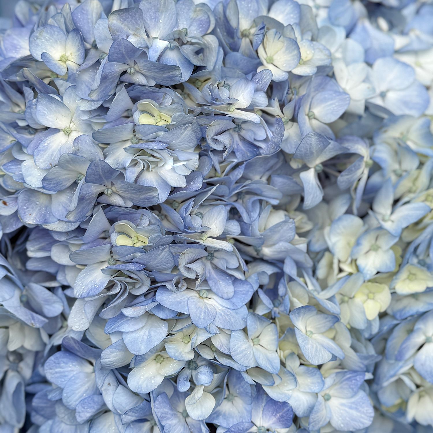 Bouquet Bouquet of blue hydrangeas 7pcs