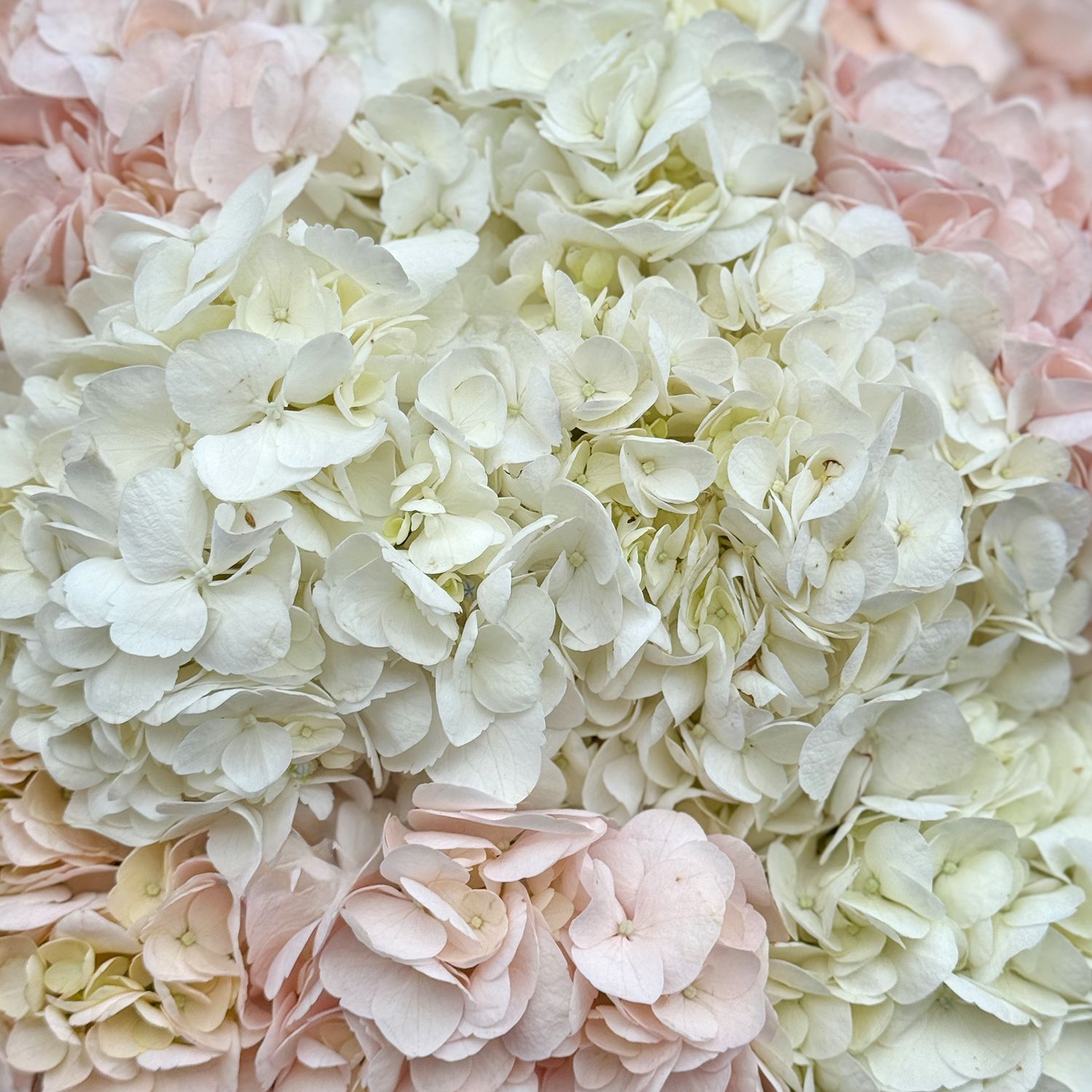 Bouquet Tender cloud of hydrangeas 15 pcs