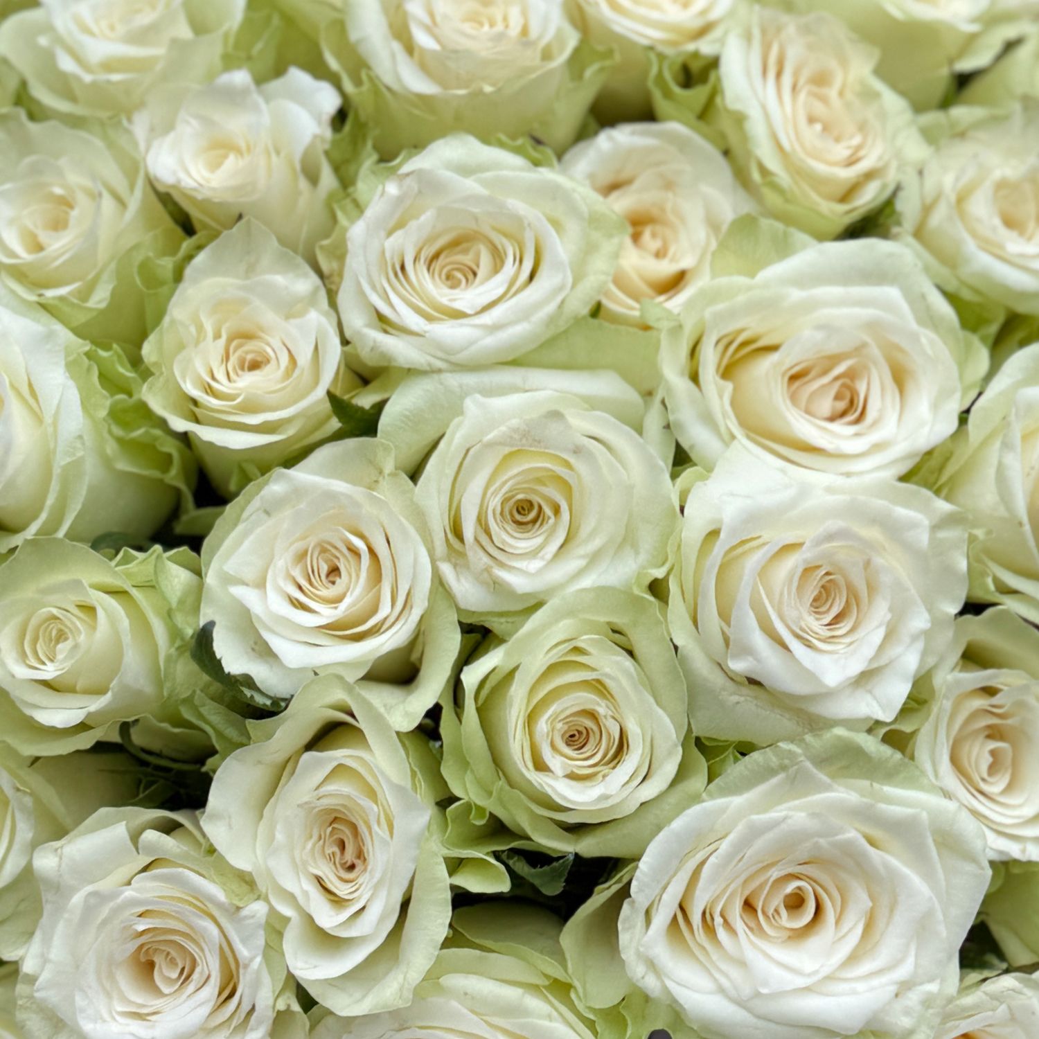 Bouquet 51 white roses Kenia