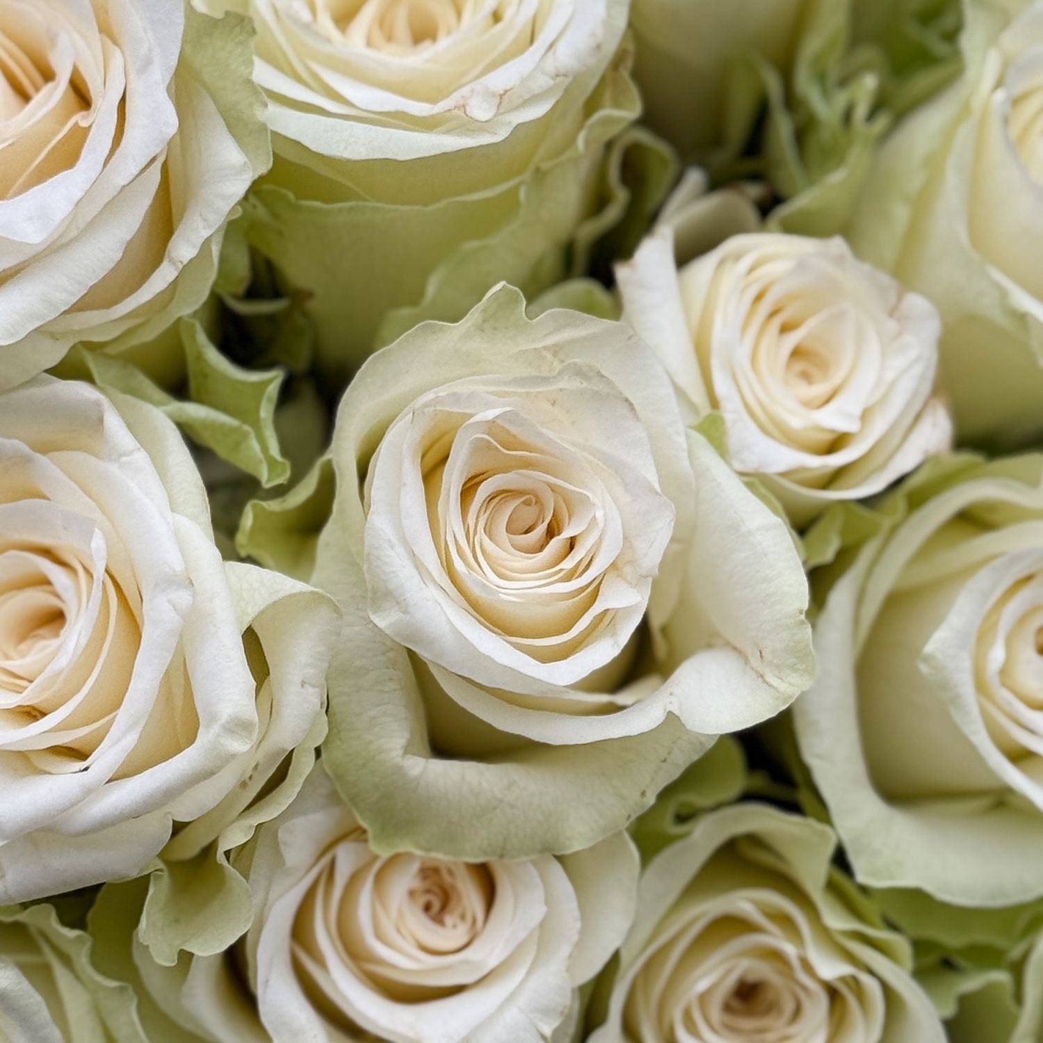 Bouquet 101 white roses Kenia