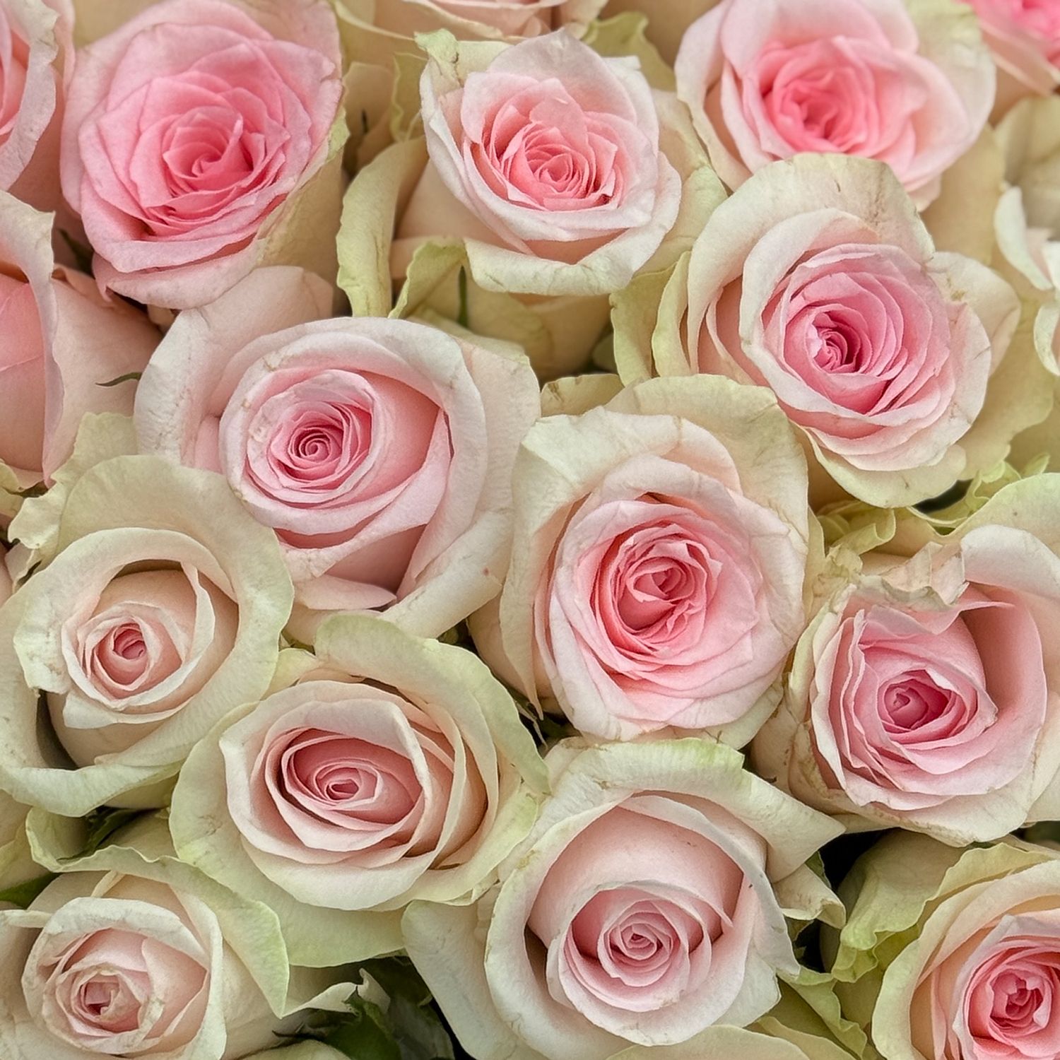 Bouquet Pink rose Kenia by piece