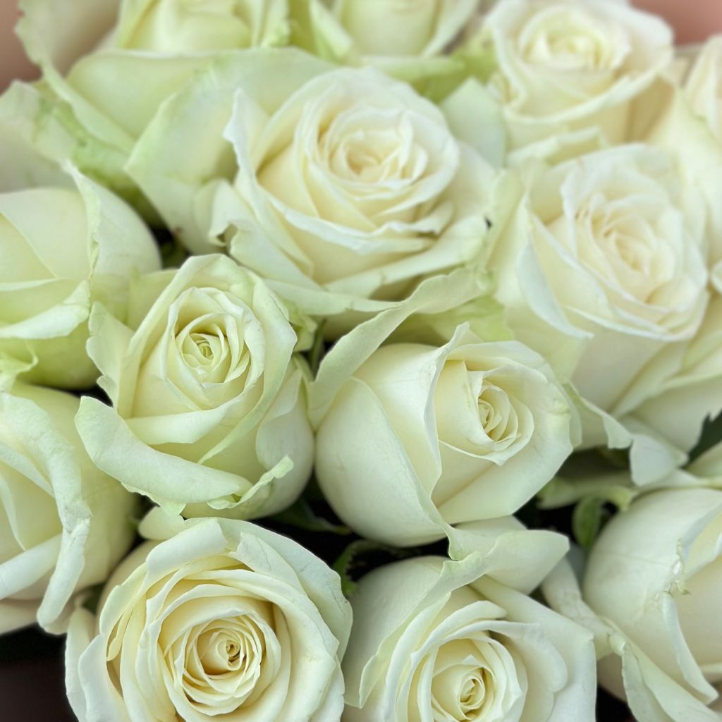 white rose (15 pcs.), packaging, ribbon