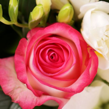 pink rose (7 pcs.), white lily, white freesia, white cymbidium, packaging, ribbon