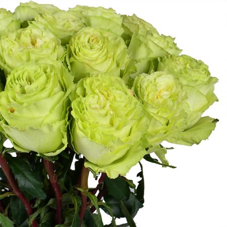 Bouquet Woodmaid