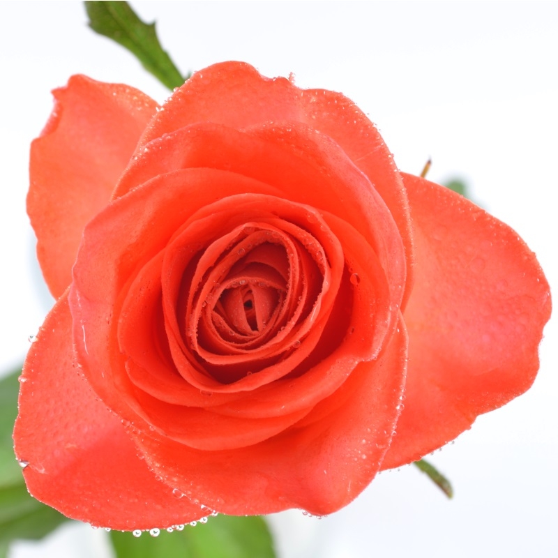 Bouquet Orange roses