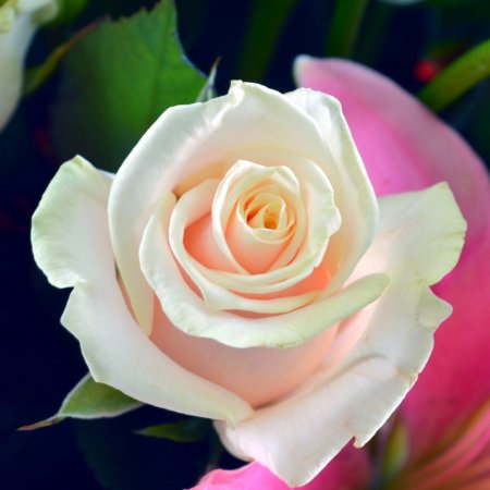 Bouquet Jasmine