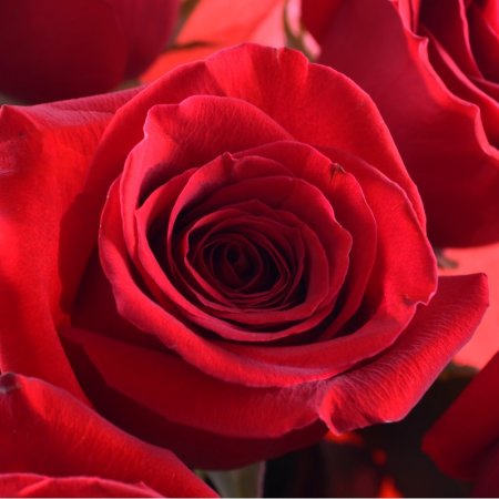 Bouquet 11 premium roses