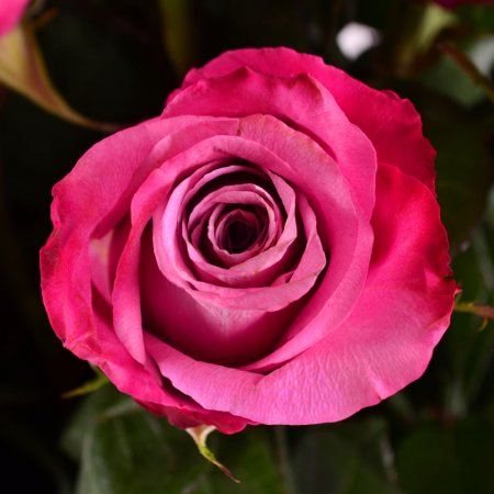 Bouquet Topaz