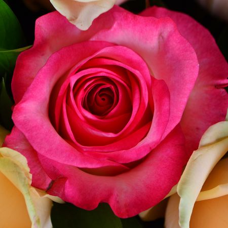Order bouquet of multicolored roses in our online shop. Delivery!