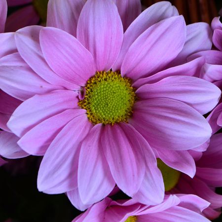 Bouquet Basket of chysanthemums (101 pcs.)