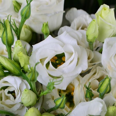 Delicate bouquet ''101 eustoma'' with delivery in any city