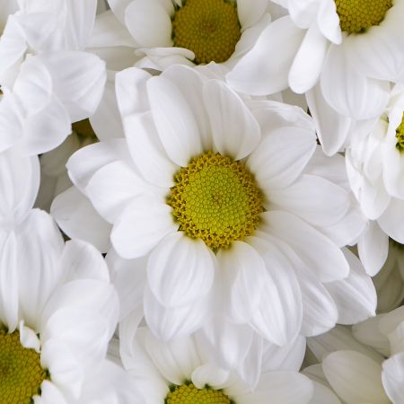Beautiful 'Big bouquet of chrysanthemums' to buy with delivery