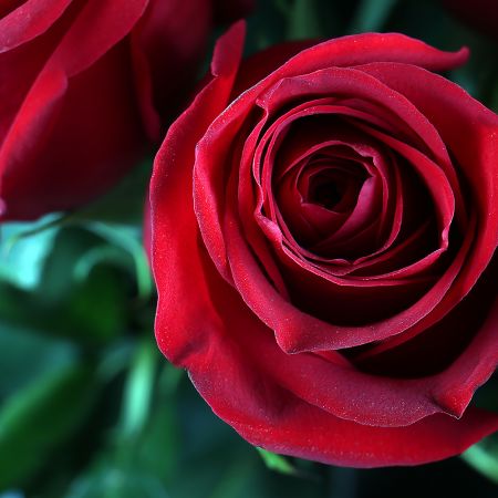 Bouquet Bouquet of 15 roses (1 meter)