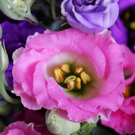 Bouquet 101 multicolored eustoma