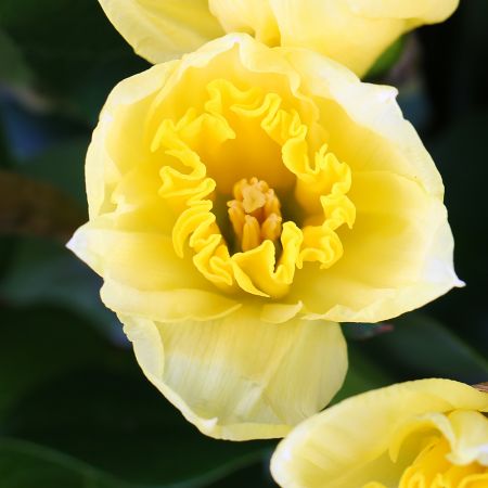 Bouquet Bouquet of daffodils (35 pcs.)