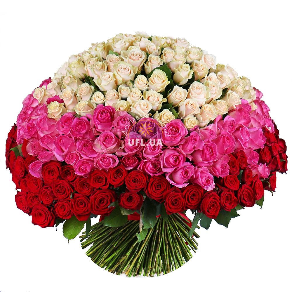 cream rose (101 pcs.), packaging, ribbon