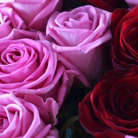 Bouquet Elegant bouquet of roses