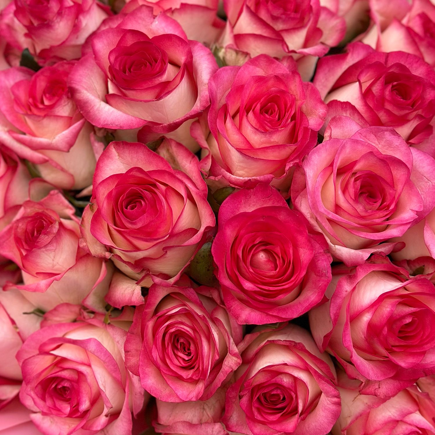 jumilia rose (51 pcs.), packaging, ribbon
