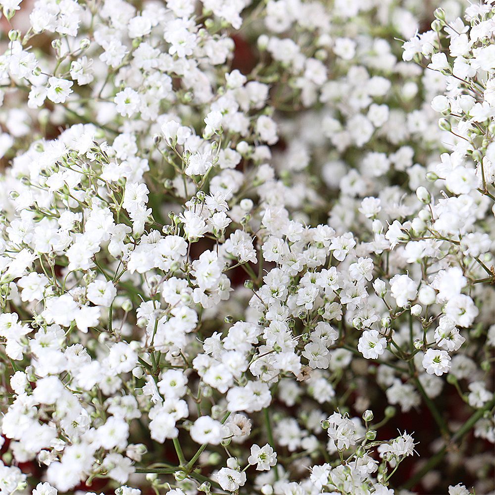 gypsophila (11 pcs.), packaging, ribbon