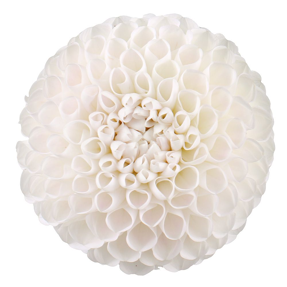 Bouquet White dahlia by piece