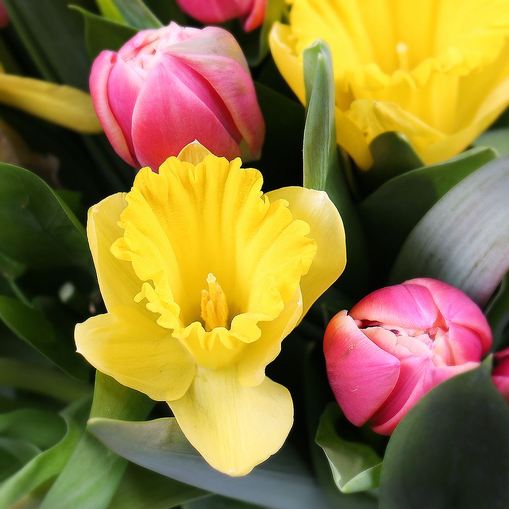 Bouquet Tulips and narcissus