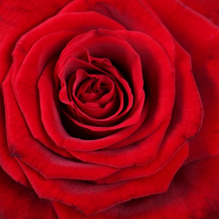 Order the composition of flowers with delivery