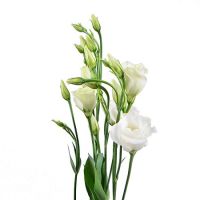 Bouquet White eustoma by the piece