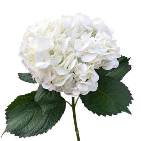 Buy white hydrangea apiece with delivery throughout the world