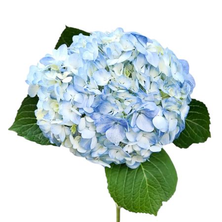 Buy marvellous azure hydrangeas. Delivery to any city!