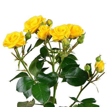 Order Yellow spay roses by the piece with international flower delivery