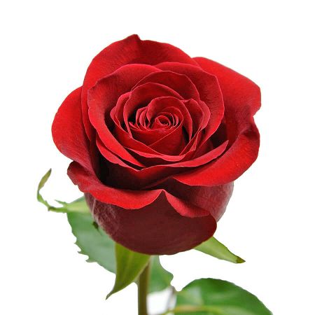 Bouquet Red rose premium by piece 50cm