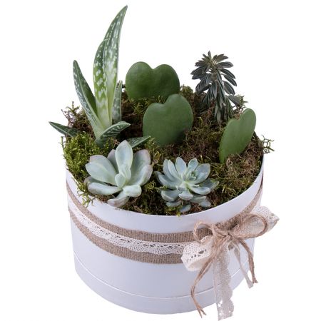Bouquet Succulents in decorative boxes