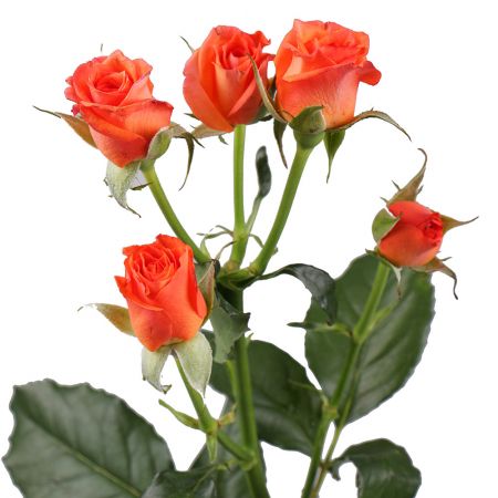 Order a bouquet of orange shrub roses in the online store