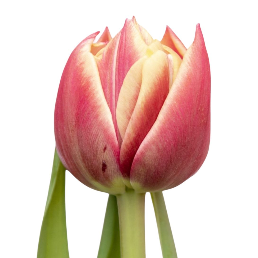 Bouquet Pion-shaped tulip by the piece