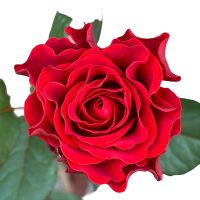 Bouquet Rose El Toro by piece 