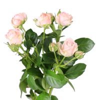 Bouquet Cream spray roses by piece