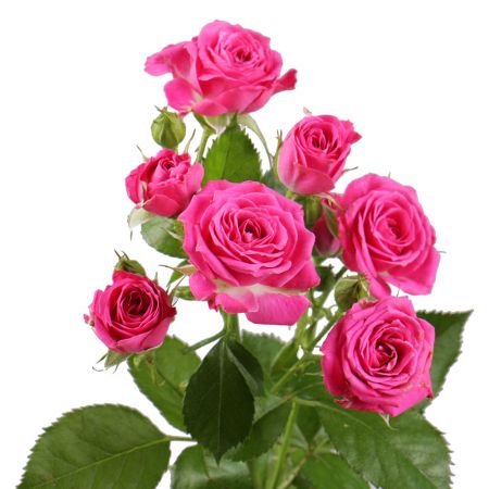 Order pink spay rose by the piece at on-line flower shop