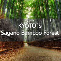 Exploring Kyoto's Sagano Bamboo Forest