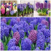 Legends of hyacinth